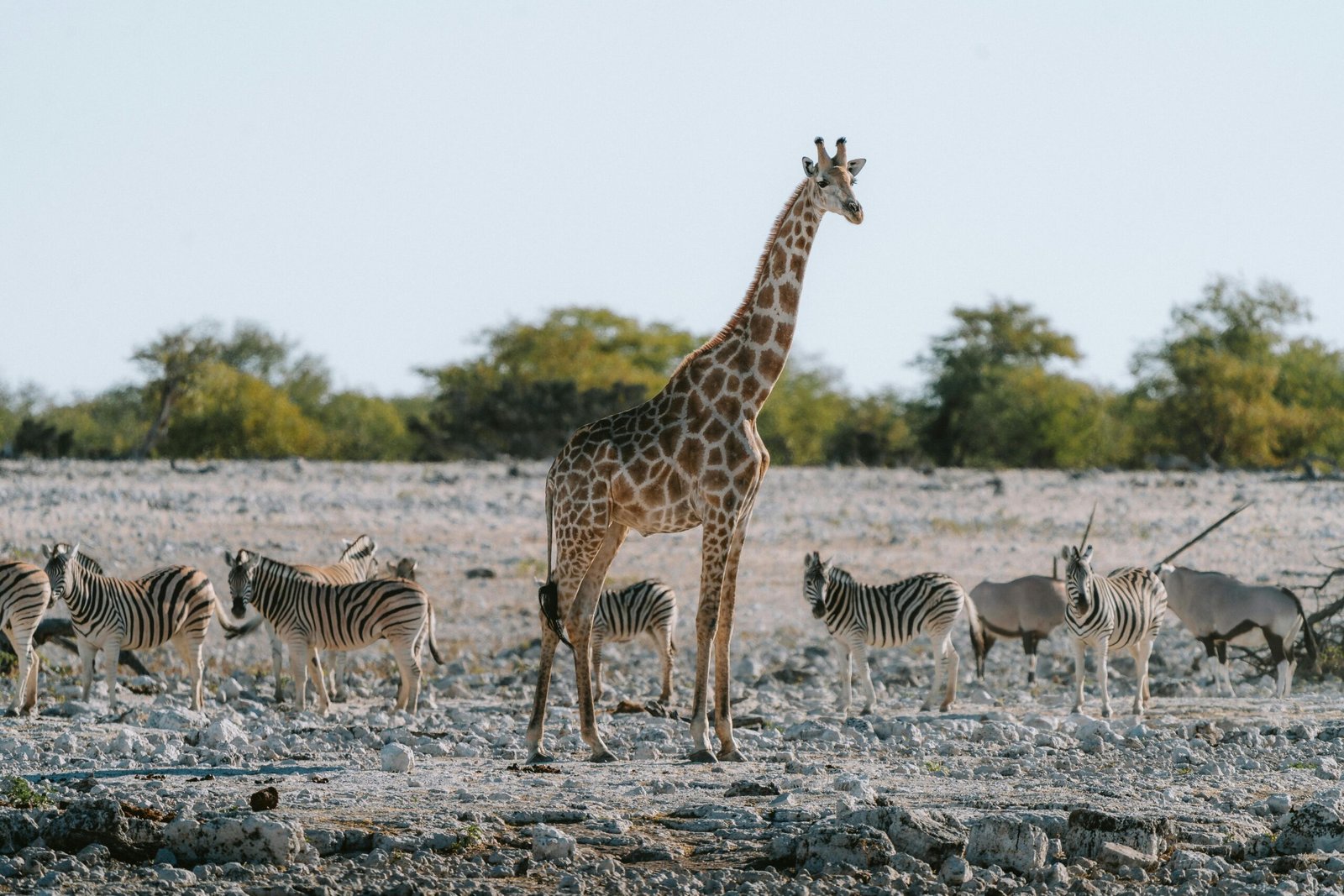 Groupe d’animaux de la savane namibienne, incluant des girafes, des zèbres et des oryx gazelles, cohabitant dans un paysage aride sous un ciel lumineux