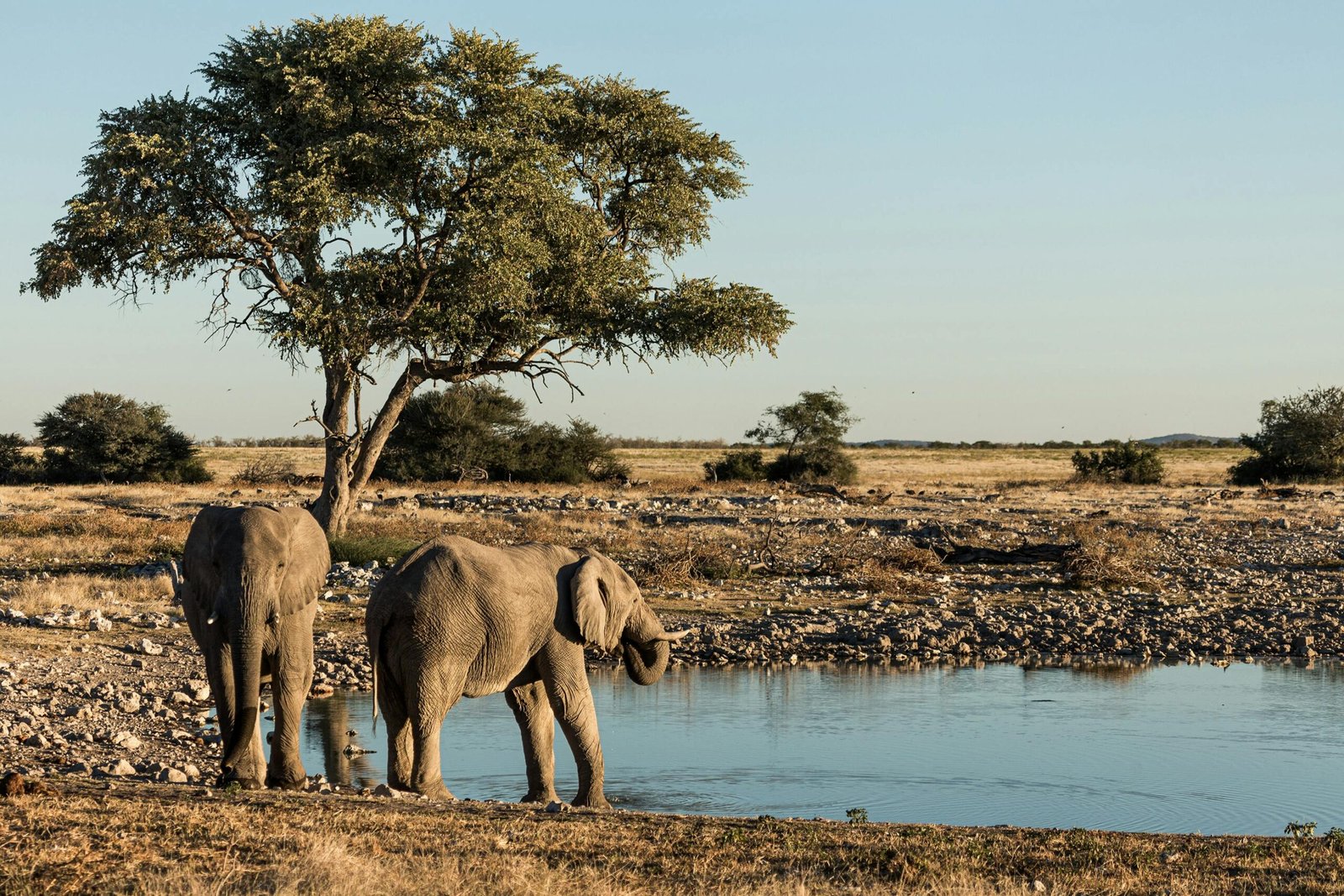 Groupe d’éléphants évoluant dans la savane namibienne, entourés d’un paysage aride et doré sous le ciel africain