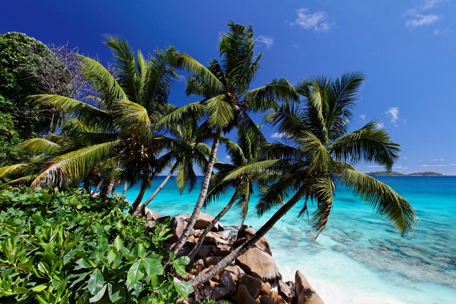 Plage de sable blanc idyllique aux Seychelles, bordée de palmiers luxuriants et d’une eau bleu turquoise cristalline sous un ciel ensoleillé