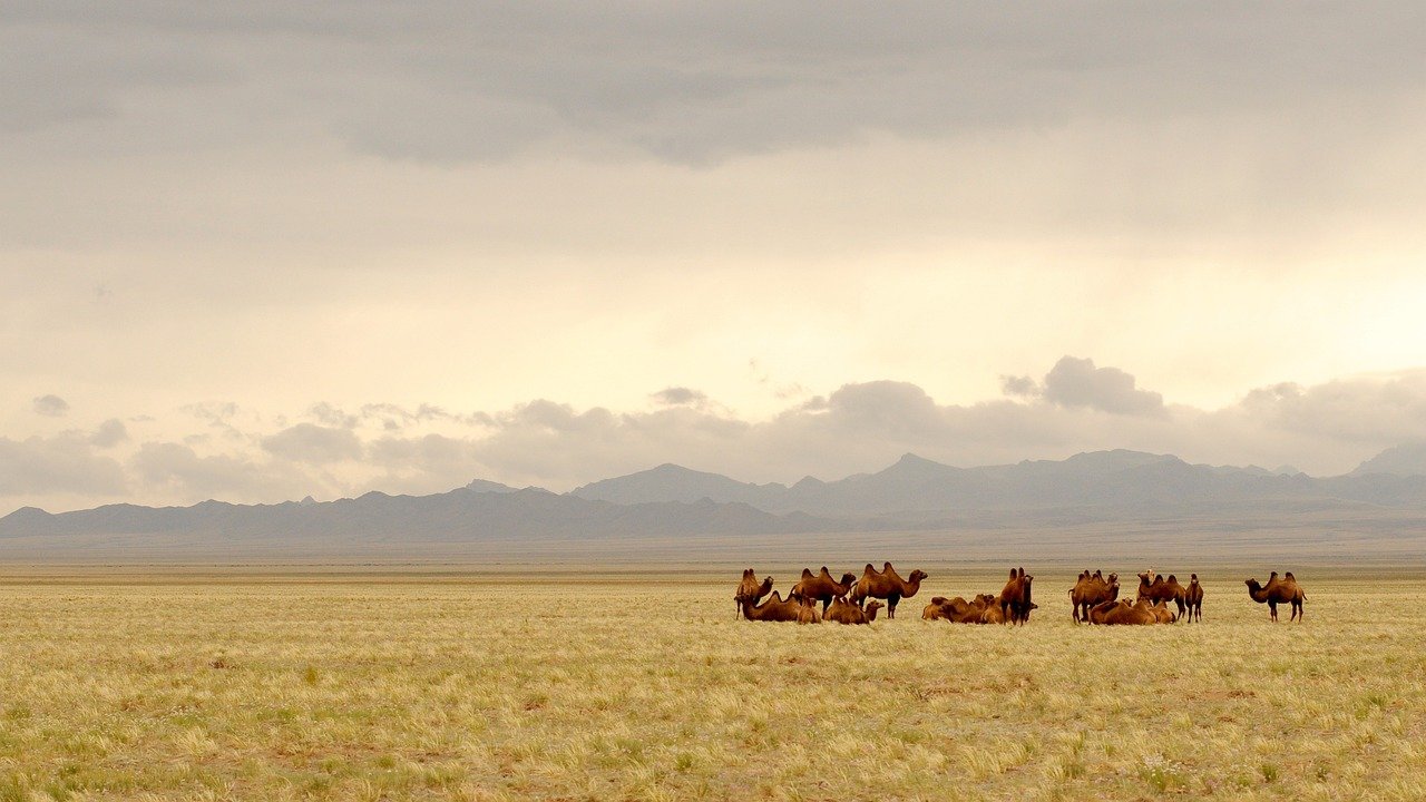 Circuit Mongolie