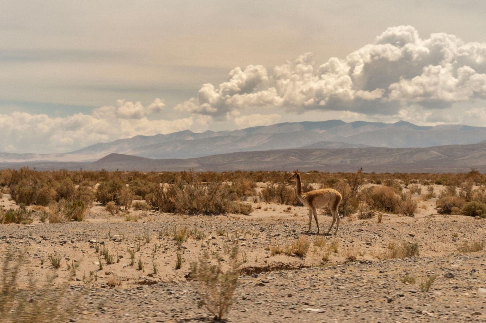 Lama se baladant dans le désert argentin, entouré de paysages arides et montagnes en arrière-plan