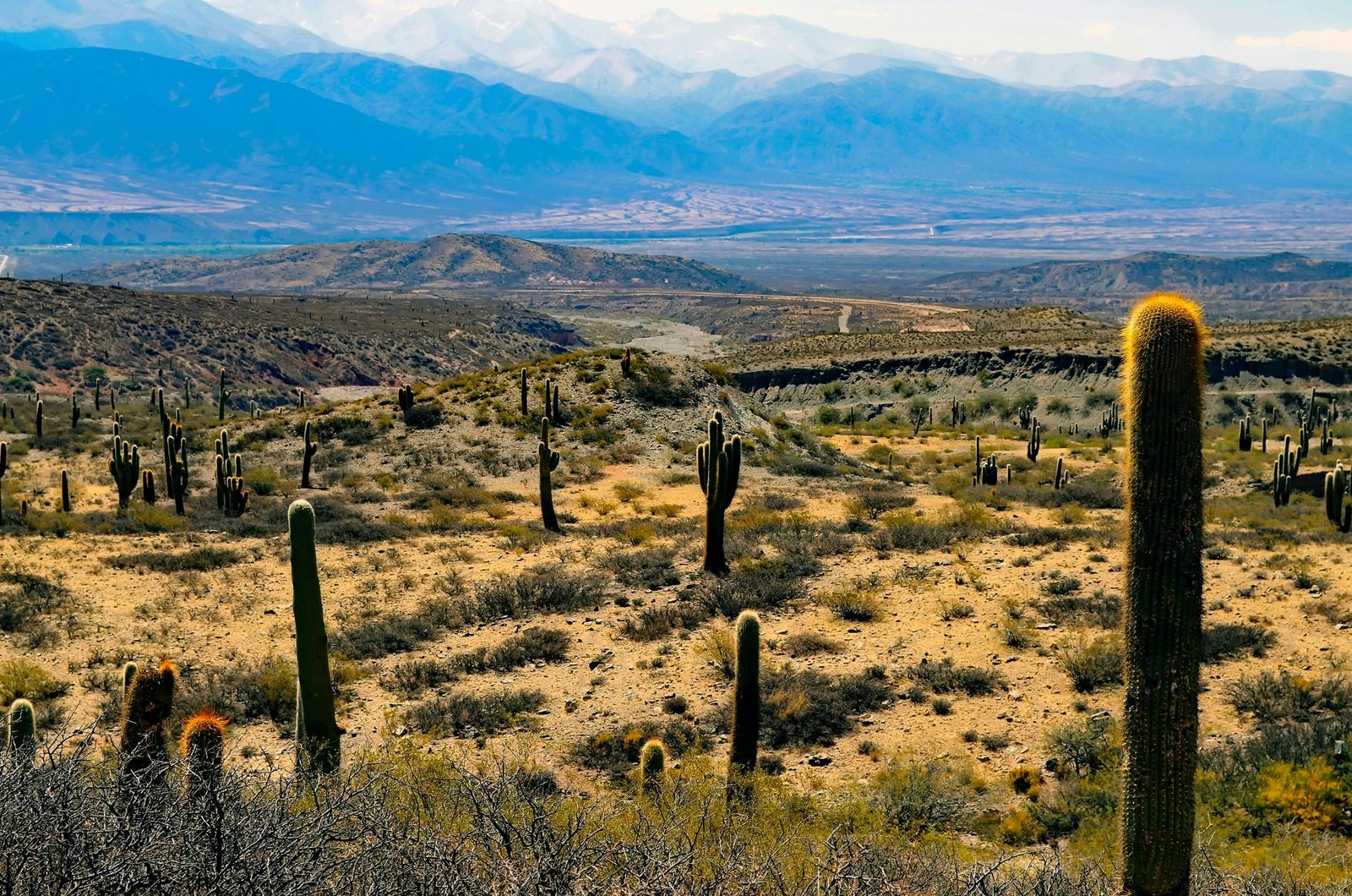Désert argentin avec des cactus majestueux et des montagnes en arrière-plan sous un ciel bleu