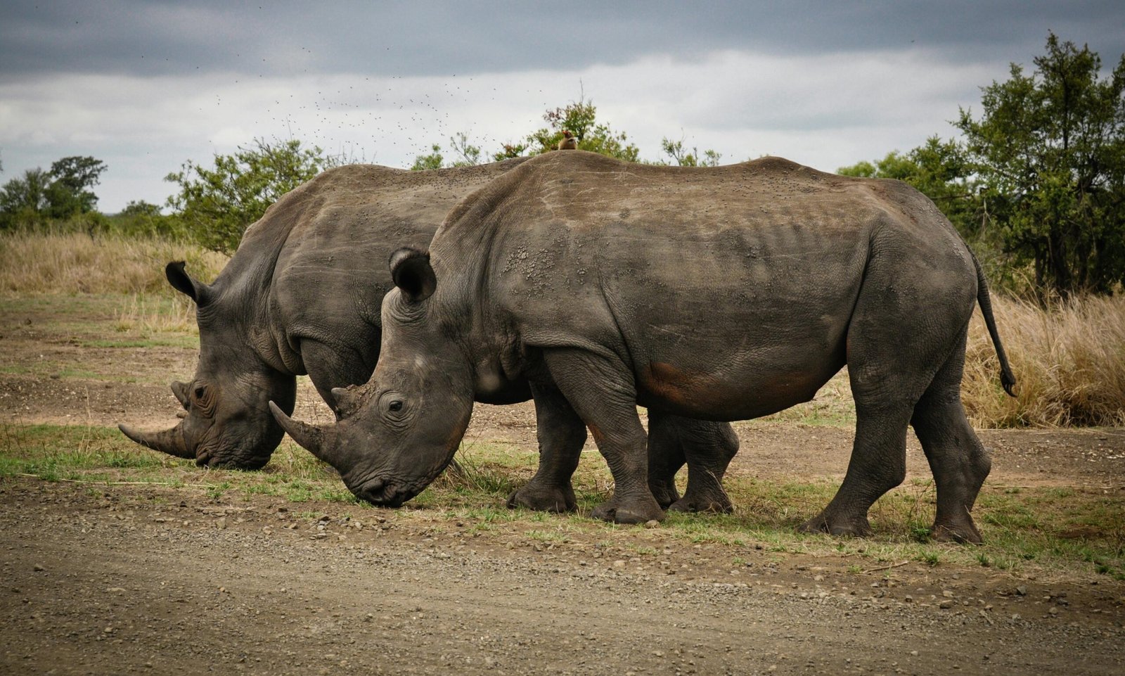 Observation de rhinocéros lors d'un safari en Afrique du Sud, avec un guide et un véhicule tout-terrain dans la savane