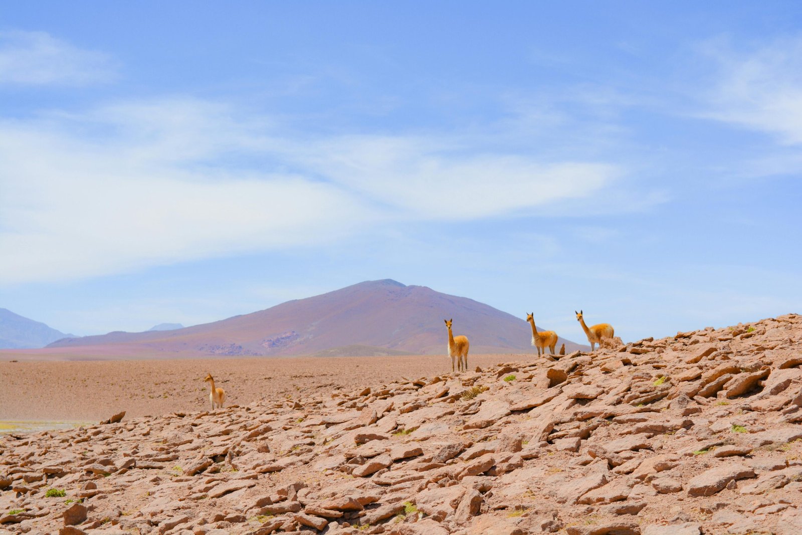 Désert aride au Chili avec montagnes en arrière-plan, paysage typique de l’Atacama en Amérique du Sud