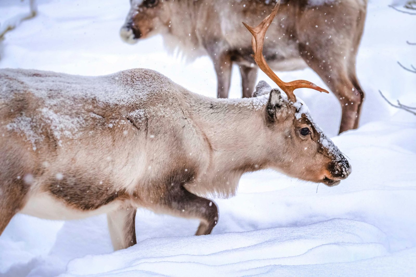 Renne se baladant dans la neige à Rovaniemi en Finlande, paysage typique de Laponie